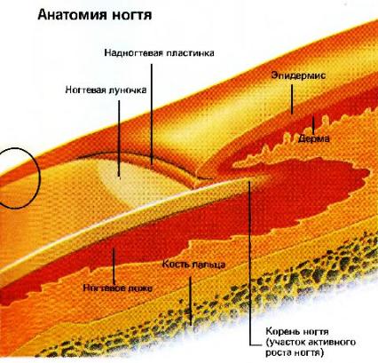 Палец