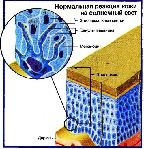 Кожа