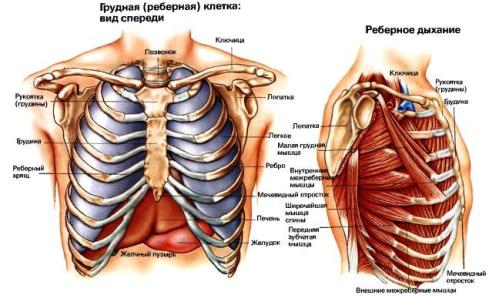 Позвоночник и грудная клетка