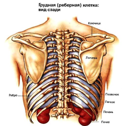 Грудная клетка