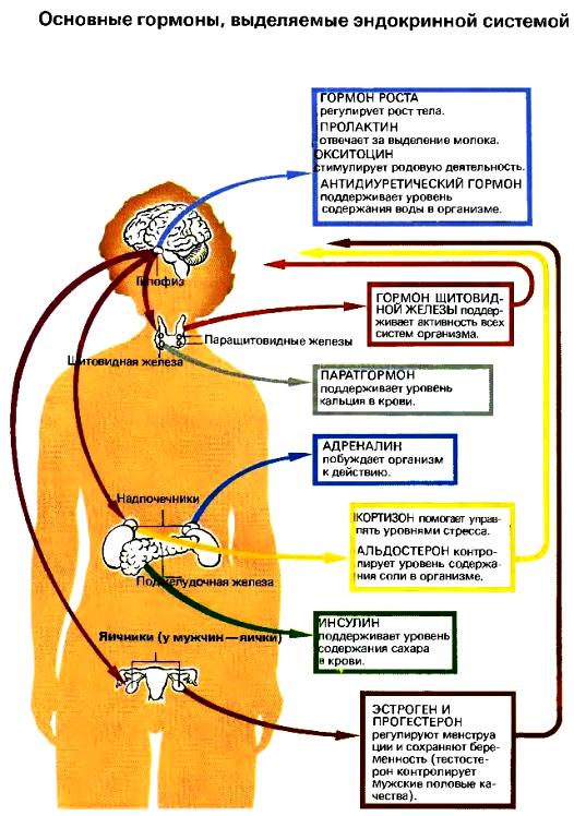 основные гормоны