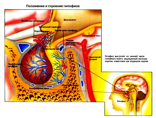 Гипофиз