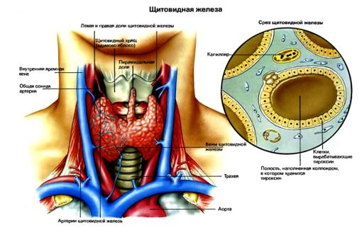 Щитовидная железа