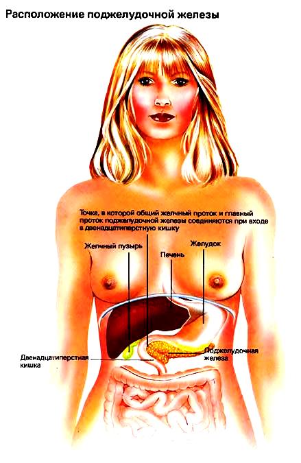 Поджелудочная железа