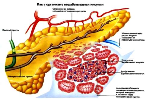 Инсулин