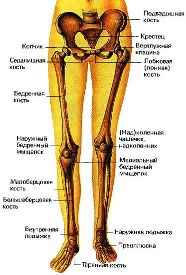 Ноги