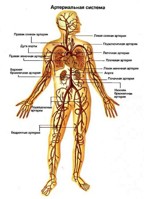 Кровообращение