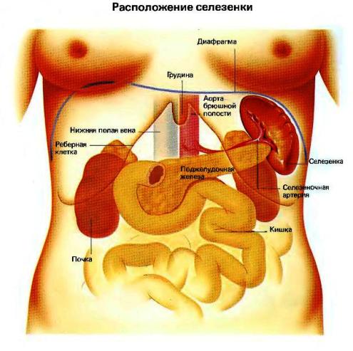 Селезенка