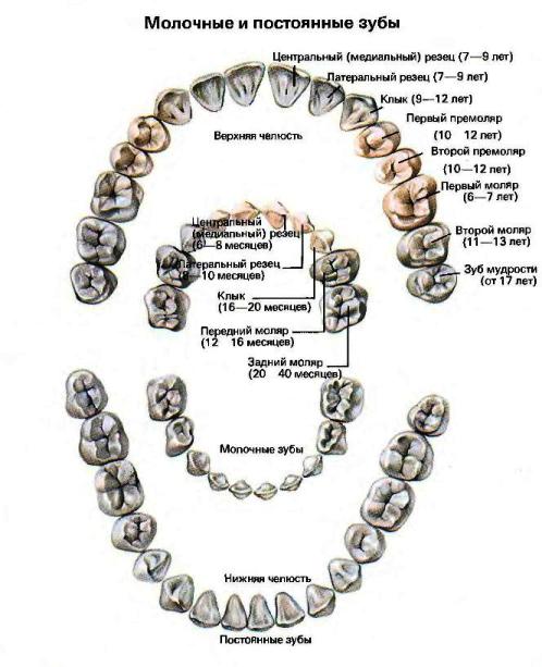 Сколько каналов в 16. Анатомия молочных зубов каналы. Топография каналов зубов верхней и нижней челюсти. Схема корневых каналов постоянных зубов. Топография корневых каналов молочных зубов.