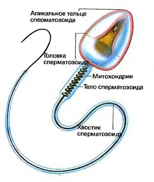 Сперматозоид