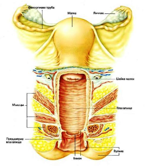 Женские половые органы