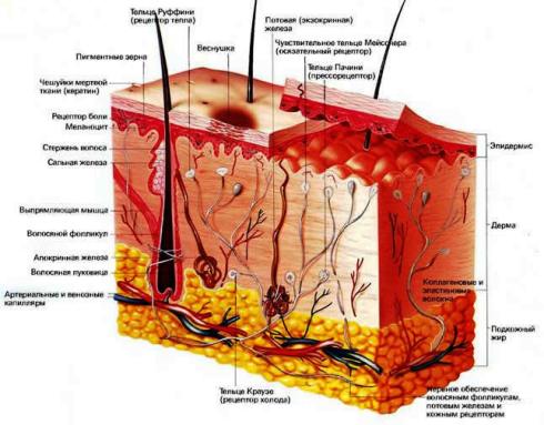 Кожа