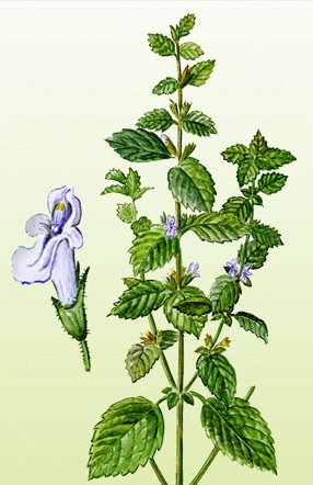 Мелисса